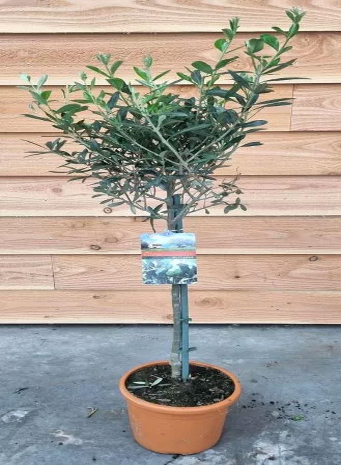 Minik Bir Zeytinlik: Bonsai Zeytin Ağacı - Large (Olive Tree) 60-80 cm