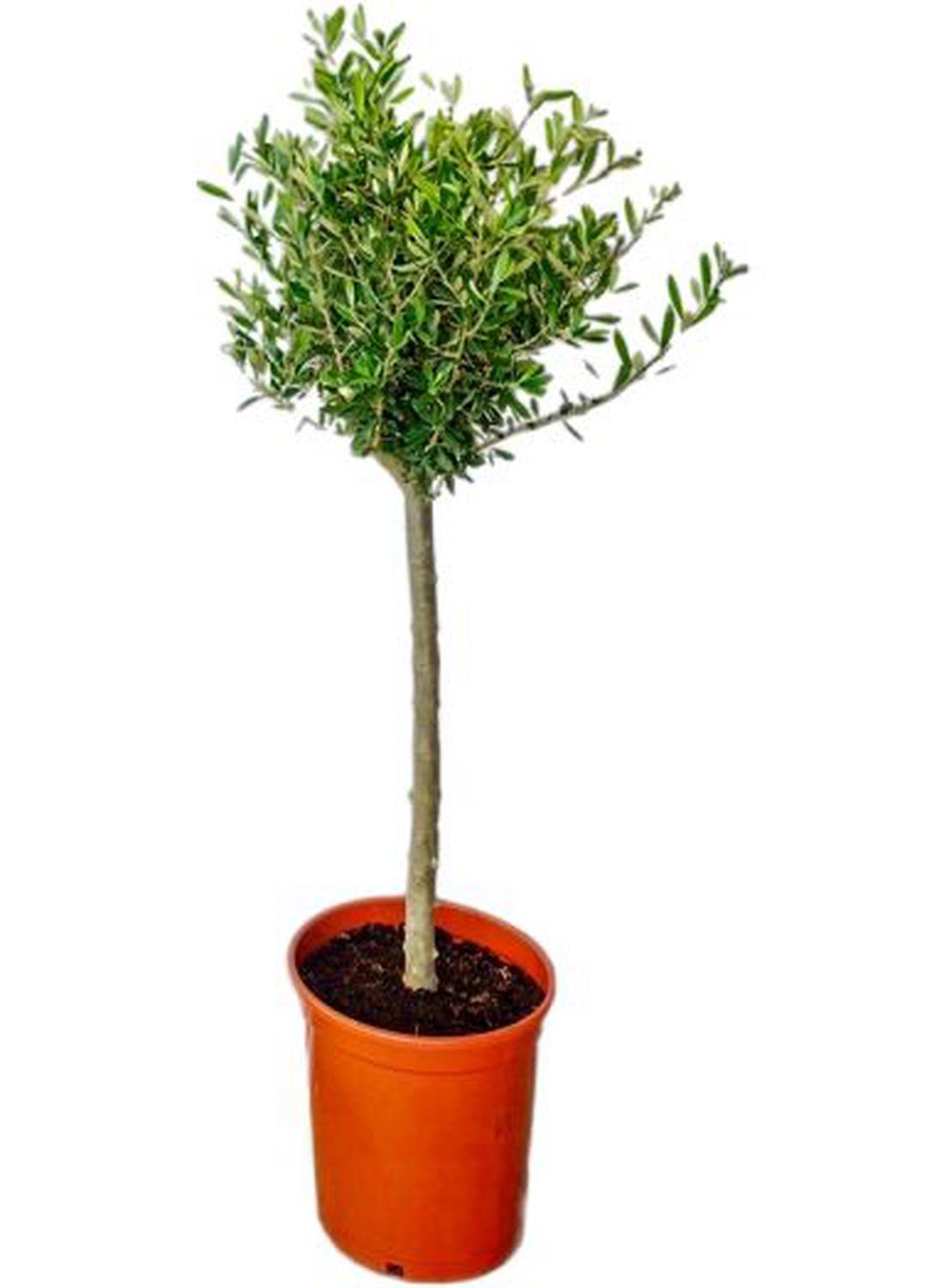 Minik Bir Zeytinlik: Bonsai Zeytin Ağacı - Large (Olive Tree) 60-80 cm