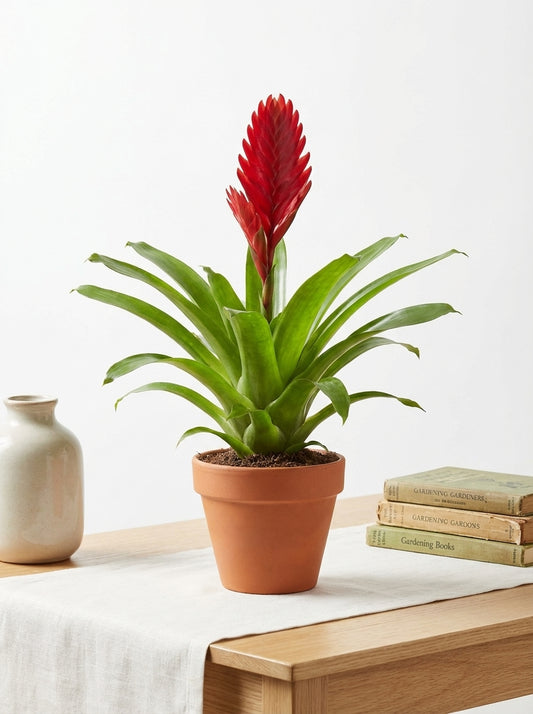 Canlı Renk Cümbüşü: Kırmızı Alev Kılıcı Çiçeği – 40-50 cm