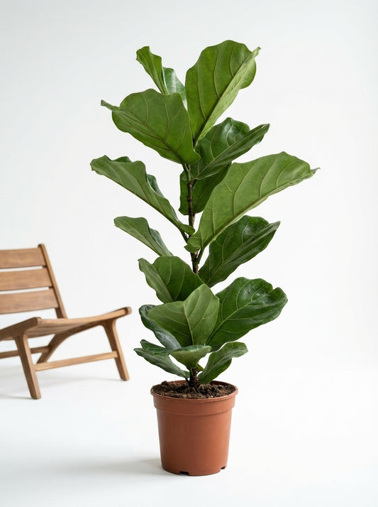 Dekorun Yıldızı: Keman Yapraklı Kauçuk Çiçeği – 90-100 cm