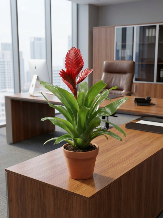 Canlı Renk Cümbüşü: Kırmızı Alev Kılıcı Çiçeği – 40-50 cm